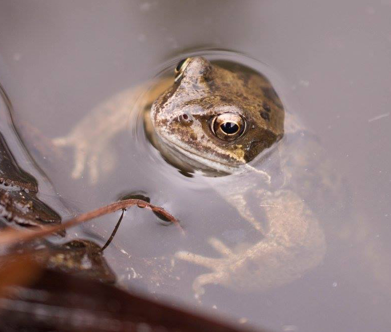 Surfacing Frog 2